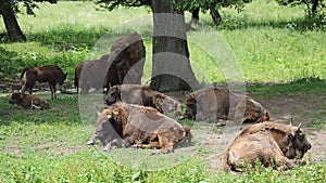 Wisent ( Bison bonasus ), Topoľčianky , Slovensko