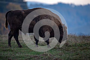 Wisent, Zubr, or Bison Bonasus, giant protected brown European Bison mammal in natural reservation