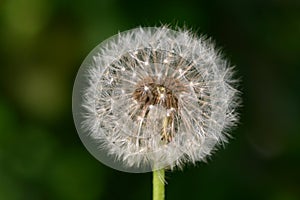 Wish dandelion