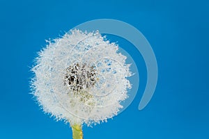 Wish flower Dandelion