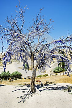 Wish Tree,cappadocia,Turkey