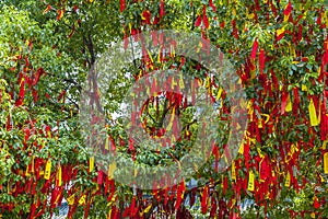 Wish tree with colorful ribbons