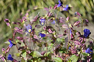 Wishbone flower