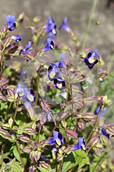 Wishbone flower