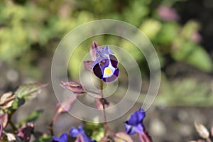 Wishbone flower