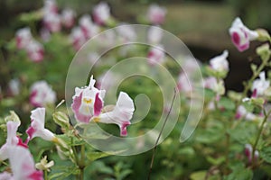 Wishbone flower