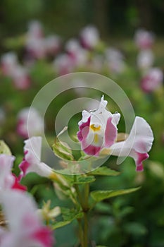 Wishbone flower