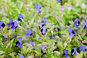 Wishbone flower, Bluewings, Torenia.