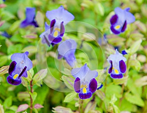 Wishbone flower, Bluewings, Torenia.