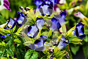 Wishbone flower, Bluewings, Torenia backgroung