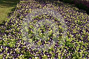 Wishbone flower, Bluewings, Torenia field in the garden