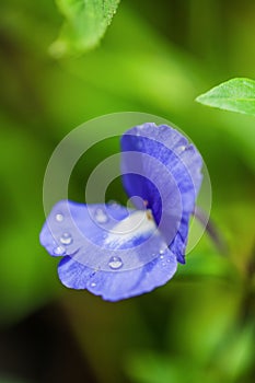 Wishbone flower with dew drops