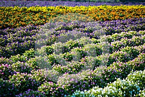 Wishbone Flower Field - Pink, White, Purple