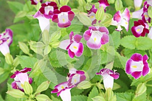 Wishbone flower on nursery for harvest