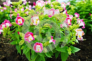 Wishbone flower, Torenia is is Biennial plants that can be released throughout the year