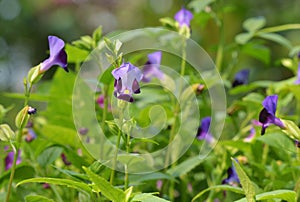 Wishbone flower Torenia fournieri