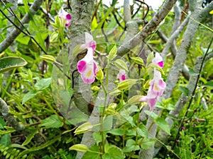 Wishbone Flower (Torenia Fournieri Catalina Pink)