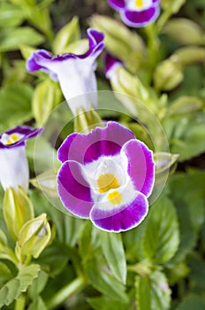 Wishbone Flower ( Torenia Fournieri Lindl )