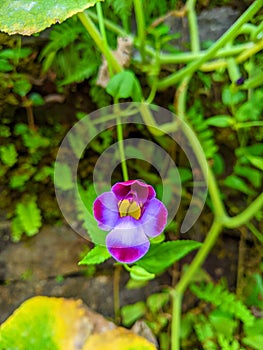 Wishbone flower violent colour gardening