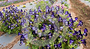 Wishbone flowers blooming in the garden.