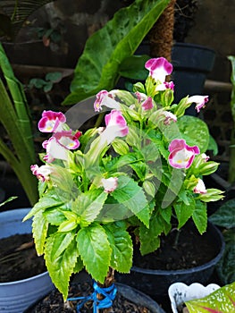 Wishbone flowers in the garden