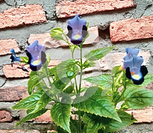 wishbone flowers or Torenia fournieri, bluewings