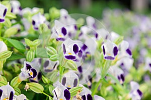 Wishbone flowers or Torenia in the garden