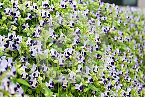 Wishbone flowers or Torenia in the garden