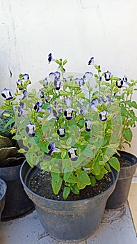 Wishbone & x28;Torenia Fournieri& x29;