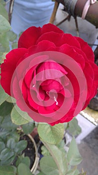 He wished to bloom burning scarlet passion