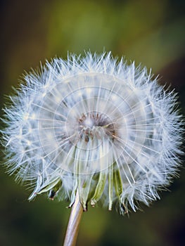 Wishie/wishy flower Dandelion flower seedhead, close up photography, Taraxacum flower seeds