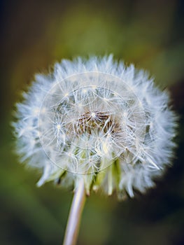 Wishie/wishy flower Dandelion flower seedhead, close up photography, Taraxacum flower seeds