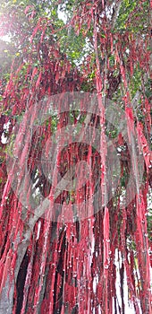 Wishing Tree decked with red ribbons containing wishes of devotees at Sekinchan, Malaysia