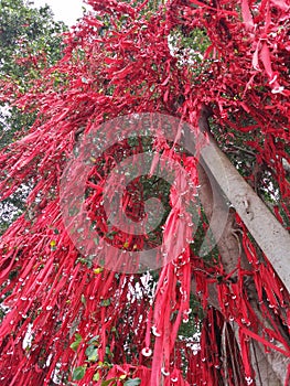 Wishing tree messages good prayers red tree