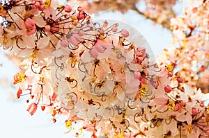 Wishing Tree, Pink Showe, Cassia Bakeriana Craib