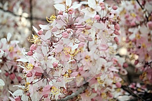 Wishing Tree, Pink Showe, Cassia Bakeriana Craib