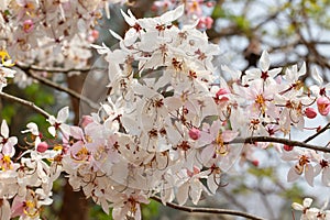 Wishing Tree, Pink Shower, Pink cassia, Pink and White Shower Tree