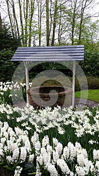 Wishing well surrounded by white hyacinthus and narcissus