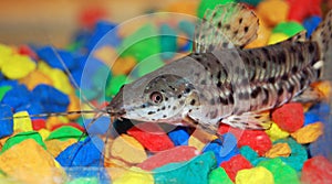 Wisker fish photo