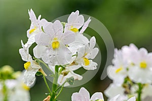 Wisley vanilla nemesia flowers