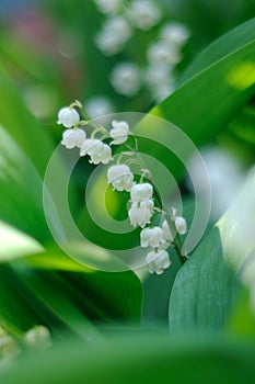 Wisp of lily of valley photo