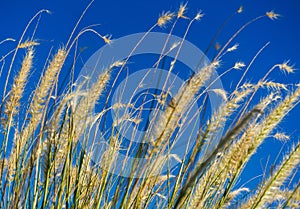 Wisps of grass in the sun on a blue sky background