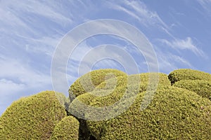 Wispy Clouds over Singular Cypresses  in Retiro Park, Madrid