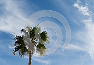 Wispy clouds and a Palm Tree, backdrop
