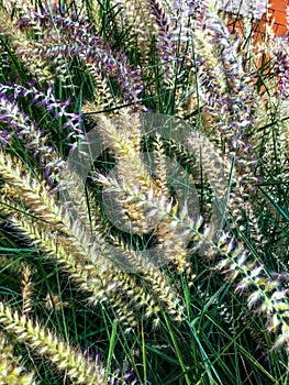 wispy feather-top grass - Pennisetum Villosum