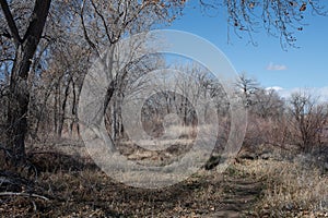 Wispy Leafless Trees and Vegetation in a March Western Colorado Wildlife refuge