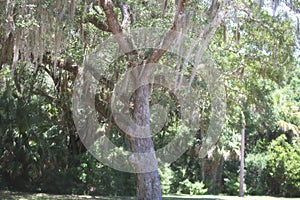 Wispy moss hanging from a tree in a tropical nature trail in St. Augustine