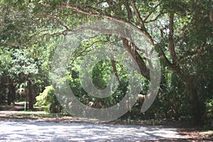 Wispy moss hanging from a tree in a tropical nature trail in St. Augustine