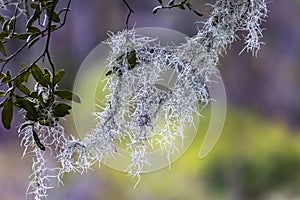 Wispy Spanish Moss