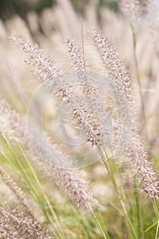 Wispy Wheat